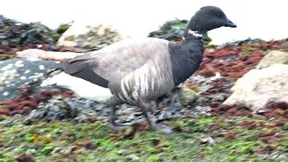 Rotgans (brent goose)