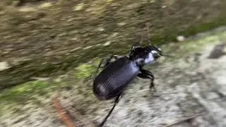 Pterostichus for certain, and likely Pterostichus lama.  This was about 18-20mm in size.