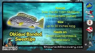 Oblique Banded Sweetlips in Shipwreck Discovery