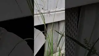 orb weaver spinning worm cleaning herself #arachnid #spider