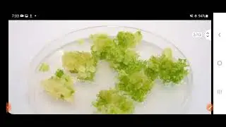 Callus Culture