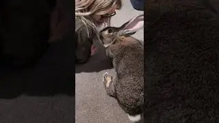 Flemish Giant Rabbit Wants His Mama's Attention
