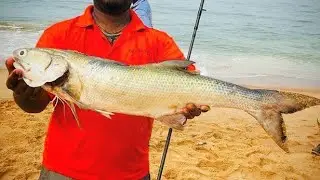 Biggest Threadfin salmon of my life for surf fishing in GOA (INDIA)