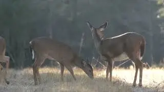Morning dose of nature