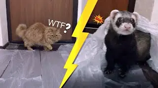 CAT vs Ferret (КОТ vs ХОРЕК)! испытание пакетами | CATvsFRED