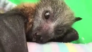 Baby bat eats fruit for first time