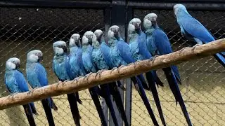 Researchers effort to save Brazil's Spix Macaw