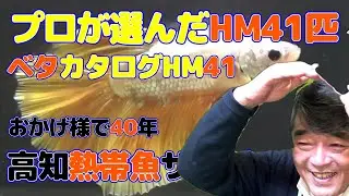 【タイ直輸入】プロが選んだハーフムーンオス41選　高知熱帯魚サービス