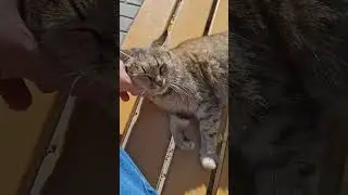 муся кошечка #топ #cat #animals #cute #horse #chat #лошади #love #funny