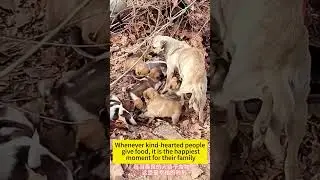 Incredible! Disabled Stray Dog Mom Cares For 6 Adorable Pups #shorts #2024 #pet