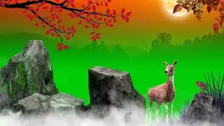 SunRise & Sunset Green Screen Background | New Green Screen Nature Background Video