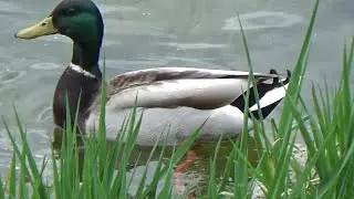 Our first scooter ride this year in May around Professor's Lake, Brampton ON