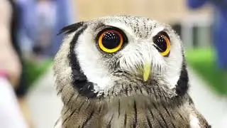 owls behaviour in nature and adaptation