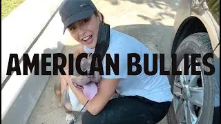 GETTING TO KNOW THE AMERICAN BULLY BREED | PRESIDENTIAL PAWS TV EP2