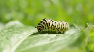 Micro Animals Project - 4k & Slow Motion