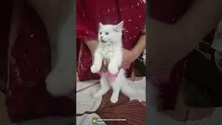 Cute Rosy #cute #lifeisbutadream #animallovers #cats #worldwide #pets #petlovers #bollywood