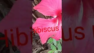 China rose scientific name # Botanical name series