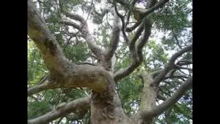 Plant ID: Outeniqua Yellow-wood (Afrocarpus falcata)