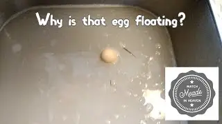 Cleaning Chicken Eggs and How To Verify Bad Ones
