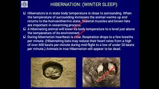 Physiological adjustment to cold, Hibernation, estivation &Daily torpor