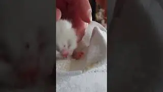 &ldquo;After a milk feed&rdquo; Baby Cat, #cat #love #erwachen #bewussterkonsum #awakening #cute #spiritualit&auml;t