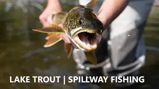 Catching Lake Trout at a Spillway Almost EVER Cast