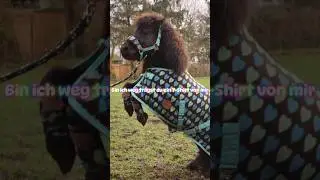 @HellaGabbert @HellaundTom #horse #soundhorse #horsefan #equestrian #bestpony #edit #showpony 🥹