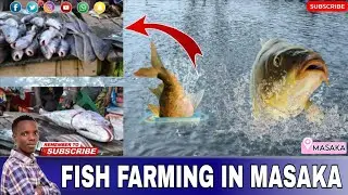 OKULUNDA EBYENYANJA (FISH FARMING) @BiyinzikaAgro 
