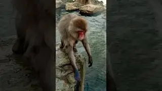 Bathe in hot springs to survive the winter 🥶 #snowmonkey #monkey #hotsprings #japan