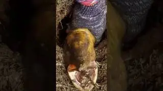 Monster dari segala monster belut purba di tangkap