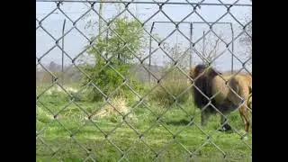 Lion at Chester zoo #chesterzoo #lion