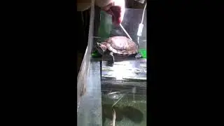 Эти забавные животные Котики Собачки Обезьянки Черепашки