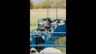 Sydell sheep and goat equipment Guillotine Gate