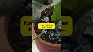 Артикул на то самое чудо-средство 320486167 (wb)