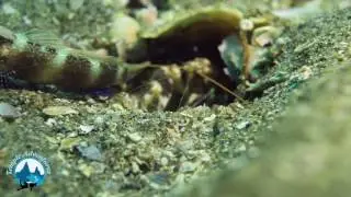 The goby and shrimp!!