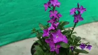 how to grow, care n fertilizer in stock flower