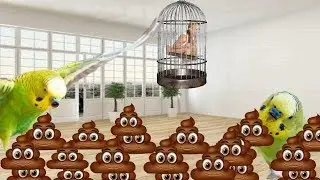 If Animals Ruled Humans