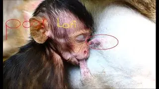 Ah! It is very pity for Lori, It is so thin one, Why it's mom no milk for Lori like this? Poor Lori