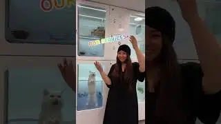 THE BEST VETERINARY CLINIC IN QATAR // OUR PET SERVICES