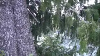 Brewer spruce | Relict Conifer in the Klamath Mountains