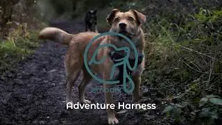 The Perfect Everyday Adventure Dog Harness from Embark Pets