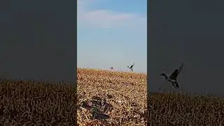 Good ole shell jam #hunter #birdhunting #hunting #ducksunlimited #duckhunting #duckhunters
