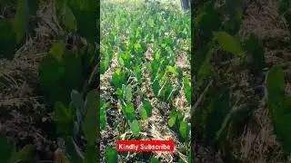 Arrowroot Suppress most feared diseases#farming