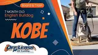 Kobe ~ 7mo  English Bulldog ~ Best English Bulldog Trainers ~ Off Leash K9 Training Phoenix