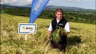 Belfry Hybrid Barley