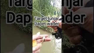 Target lunjar dapet wader #mancingasik #mancing #microfhising