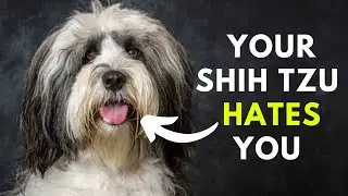 15 Sure Signs Your Shih Tzu Hates You But You Don't Know