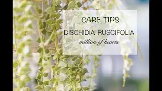 CARE TIPS FOR DISCHIDIA RUSCIFOLIA &ndash; MILLION HEARTS ❤️