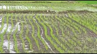 Paddy Growth 15 Days After Sowing from Drum Seeder | For Orders Call 9159034560, 9600671769