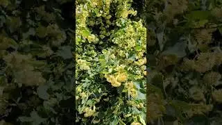 Beautiful tree/Happy bees